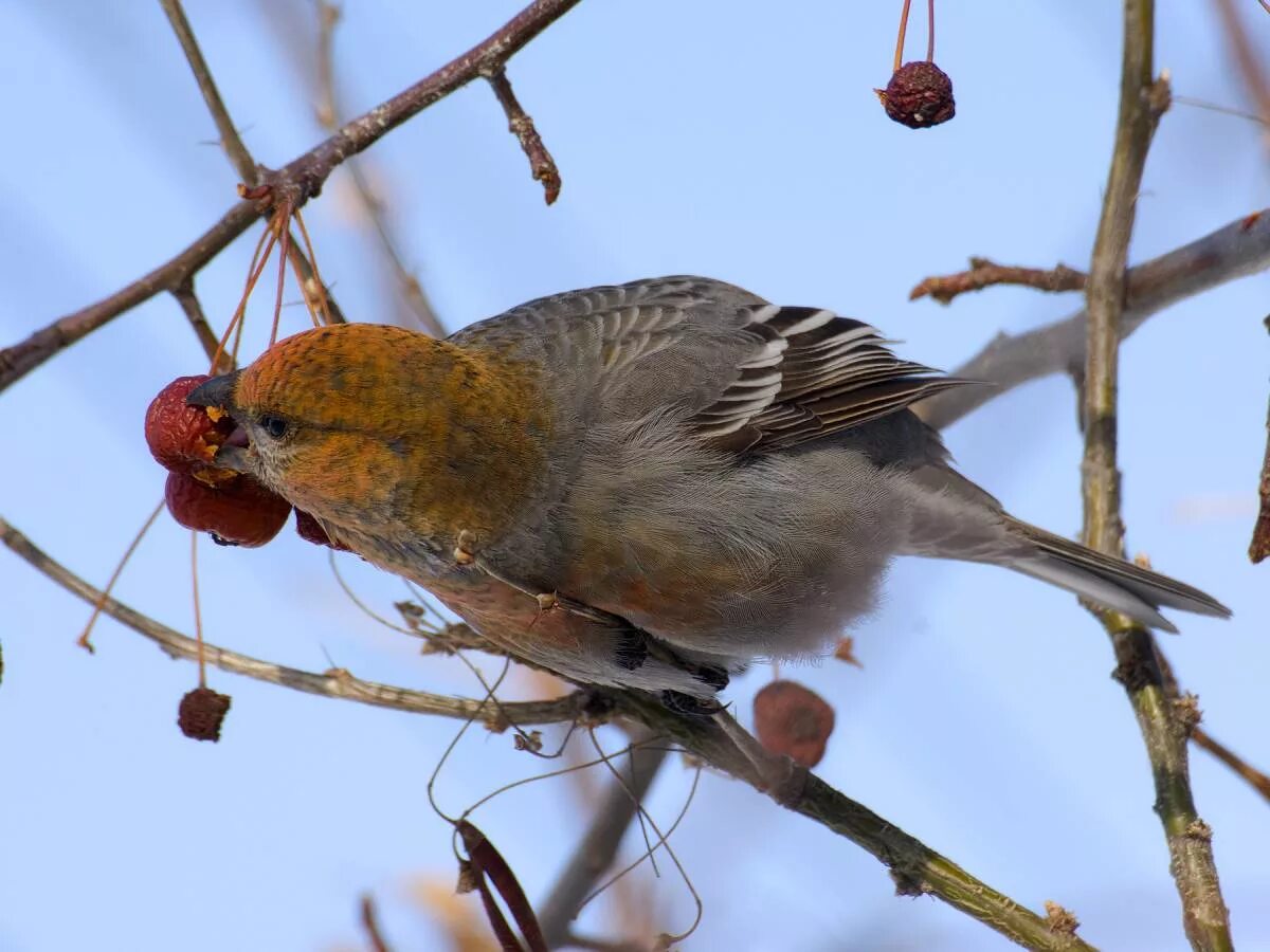 Птицы новосибирска фото Pine Grosbeak (Pinicola enucleator). Birds of Siberia.