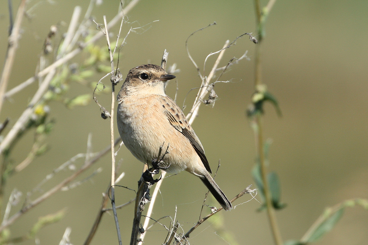 Птицы новосибирска фото и название Common Stonechat (Saxicola torquata). Birds of Siberia.