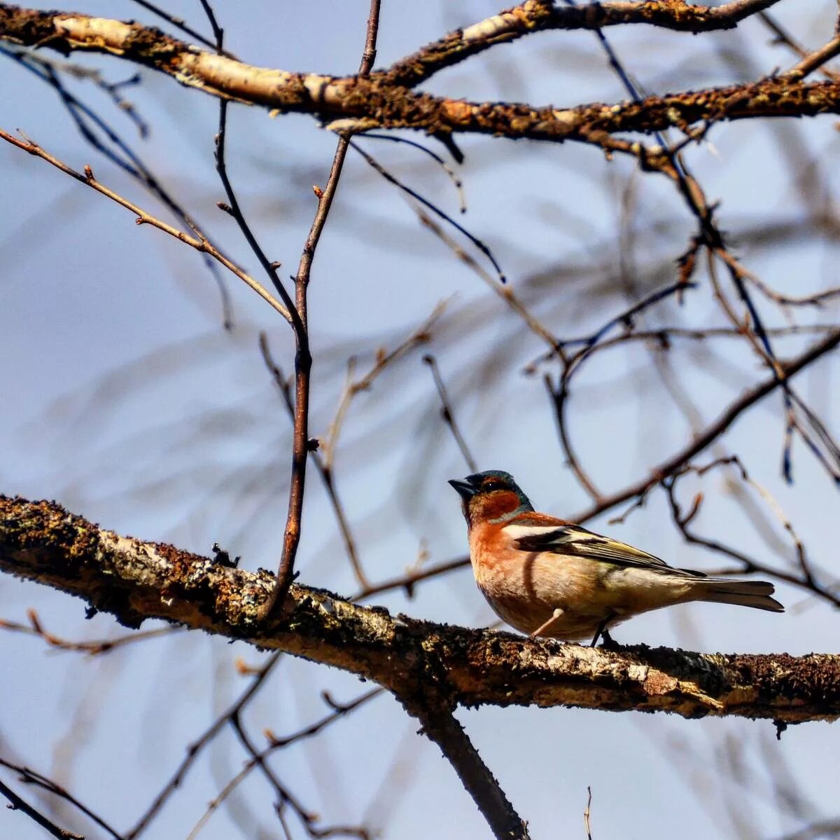 Птицы новосибирска фото и название Common Chaffinch (Fringilla coelebs). Birds of Siberia.