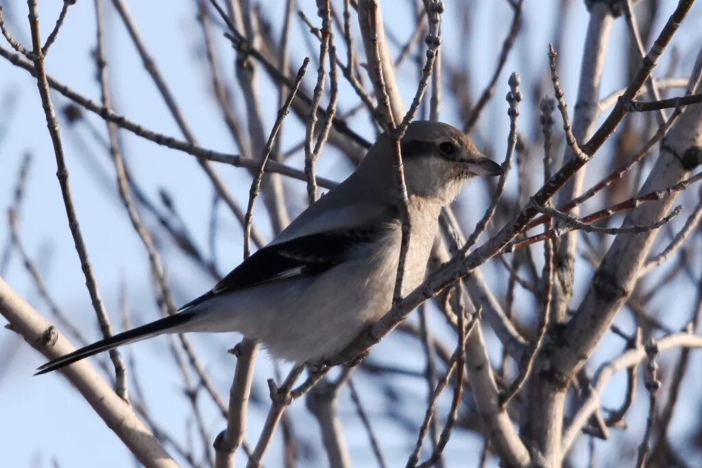 Птицы новосибирска фото и название Northern Grey Shrike (Lanius borealis). Birds of Siberia.