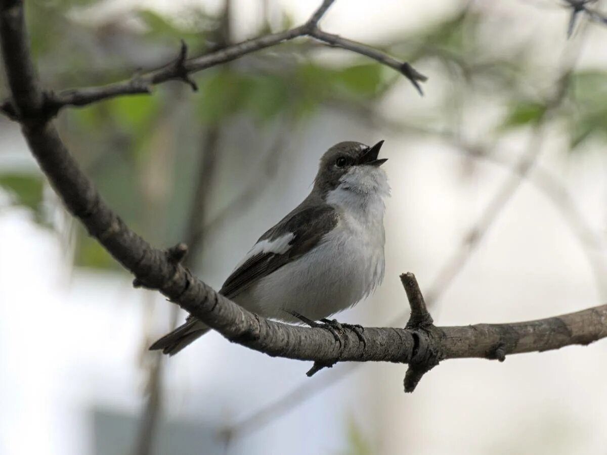 Птицы новосибирска фото и название Pied Flycatcher (Ficedula hypoleuca). Birds of Siberia.