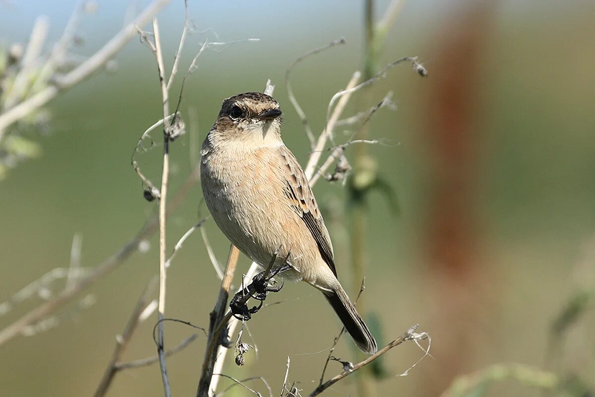 Птицы новосибирска фото и название Common Stonechat (Saxicola torquata). Birds of Siberia.