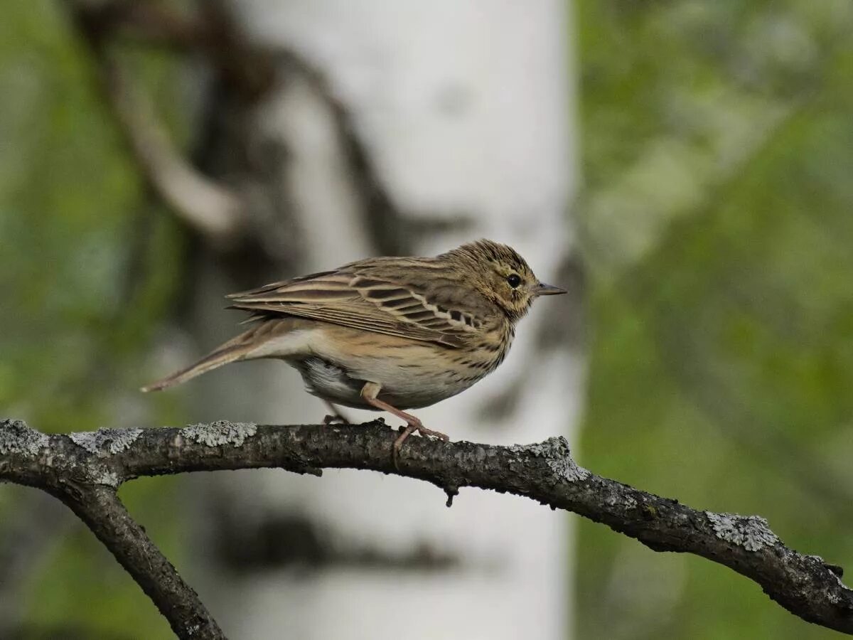 Птицы новосибирской области фото Tree Pipit (Anthus trivialis). Birds of Siberia.