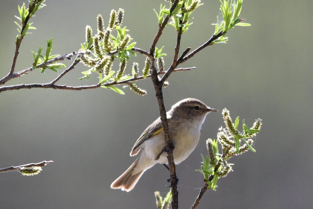 Птицы новосибирской области фото Пеночка-теньковка (Phylloscopus collybita). Птицы Сибири.