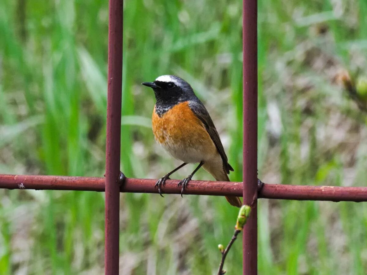 Птицы новосибирской области фото Eurasian Redstart (Phoenicurus phoenicurus). Birds of Siberia.