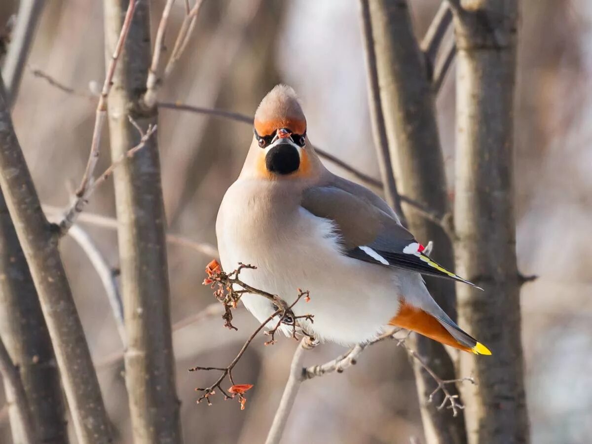 Птицы новосибирской области фото Bohemian Waxwing (Bombycilla garrulus). Birds of Siberia.