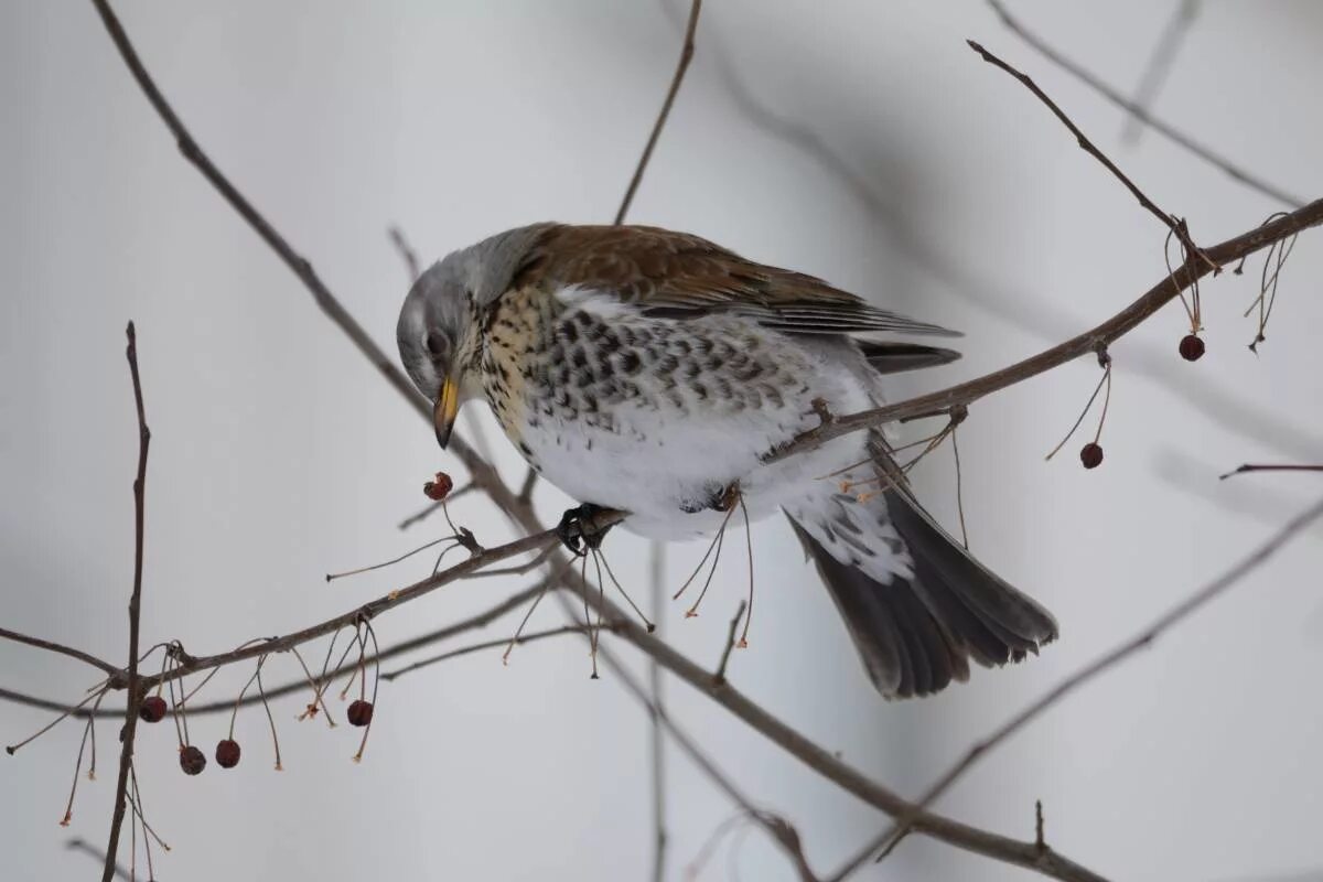 Птицы новосибирской области фото Fieldfare (Turdus pilaris). Birds of Siberia.