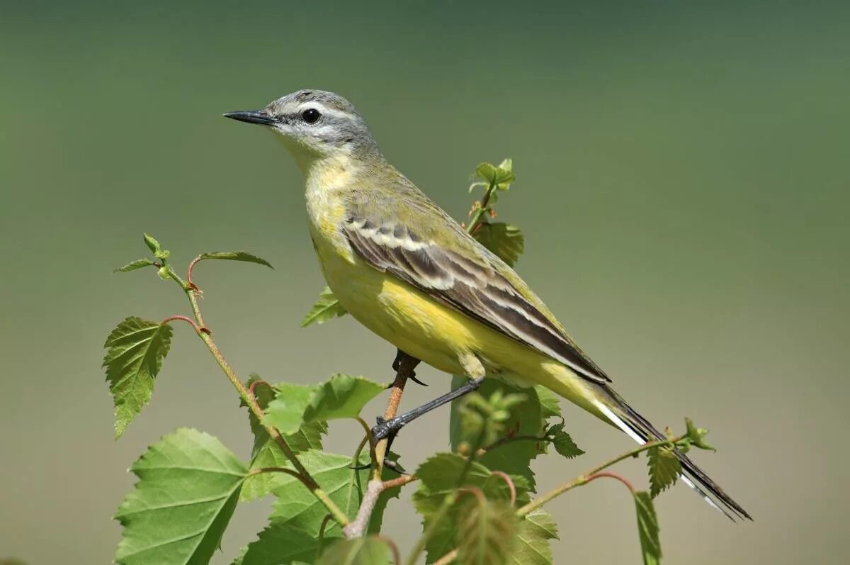 Птицы новосибирской области фото Yellow Wagtail (Motacilla flava). Birds of Siberia.