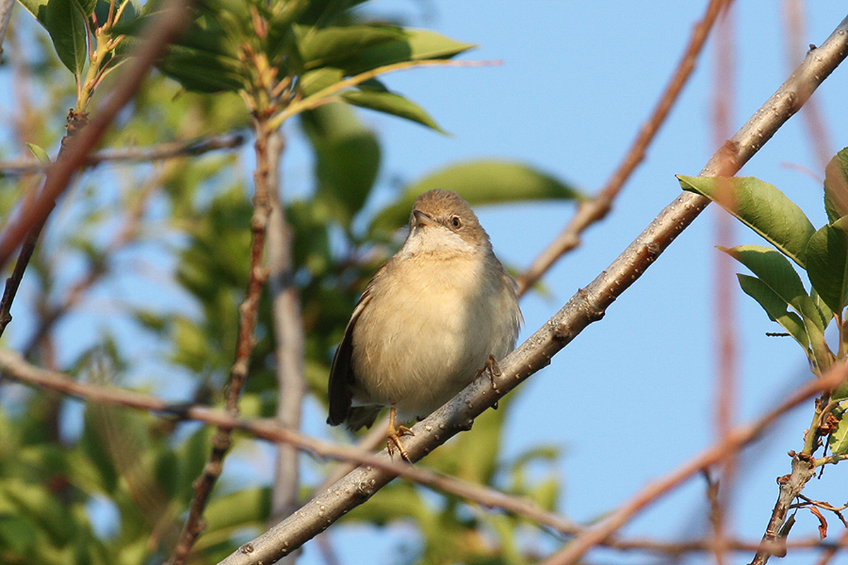 Птицы новосибирской области фото Common Whitethroat (Sylvia communis). Birds of Siberia.