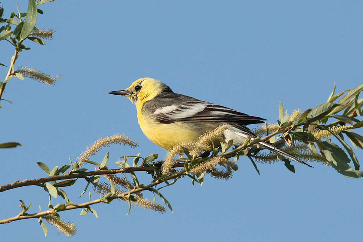 Птицы новосибирской области фото Lesser Citrine Wagtail (Motacilla (citreola) werae). Birds of Siberia.