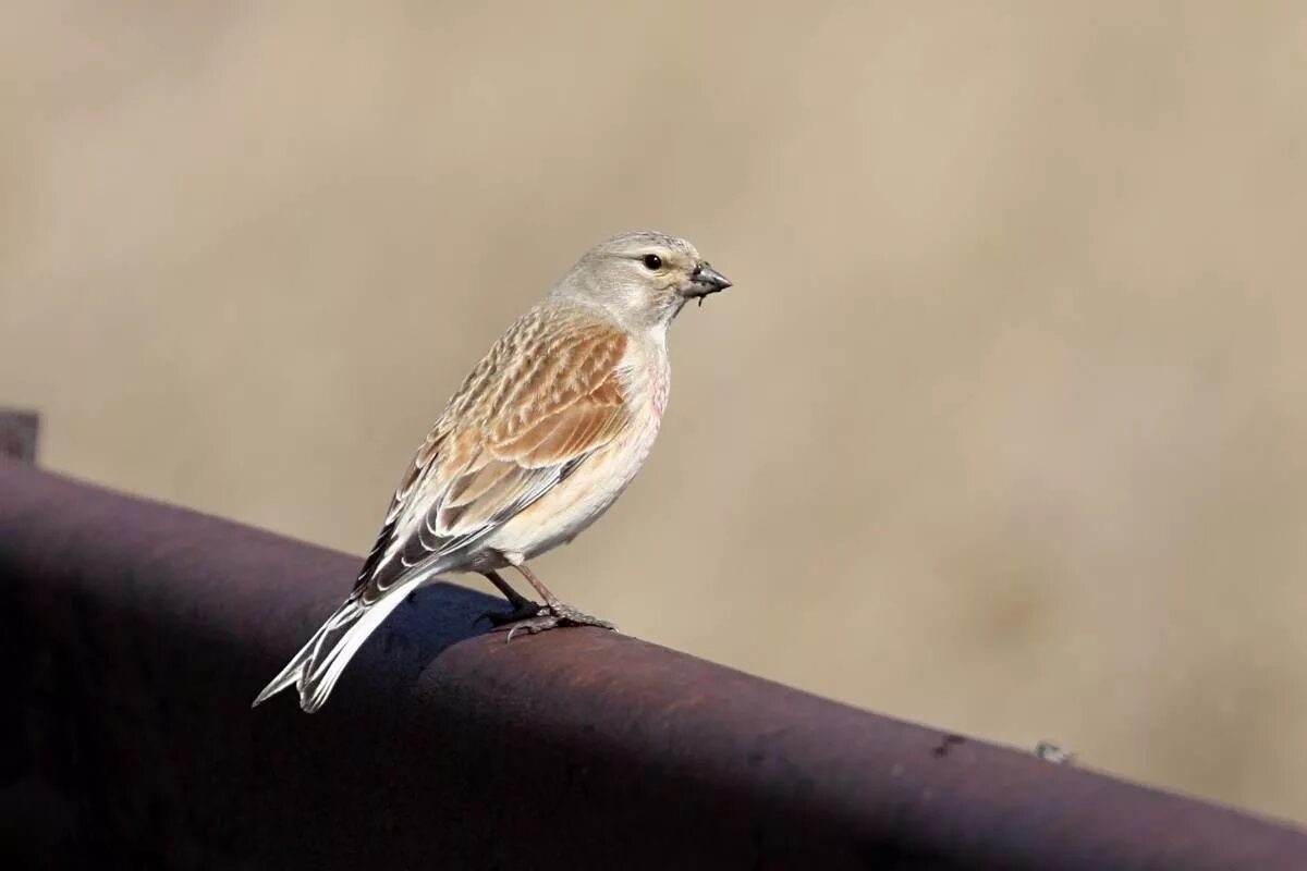 Птицы новосибирской области фото и название Eurasian Linnet (Acanthis cannabina). Birds of Siberia.