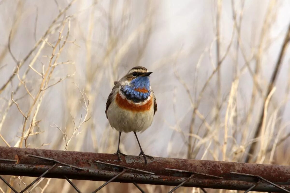 Птицы новосибирской области фото и название Bluethroat (Luscinia svecica). Birds of Siberia.