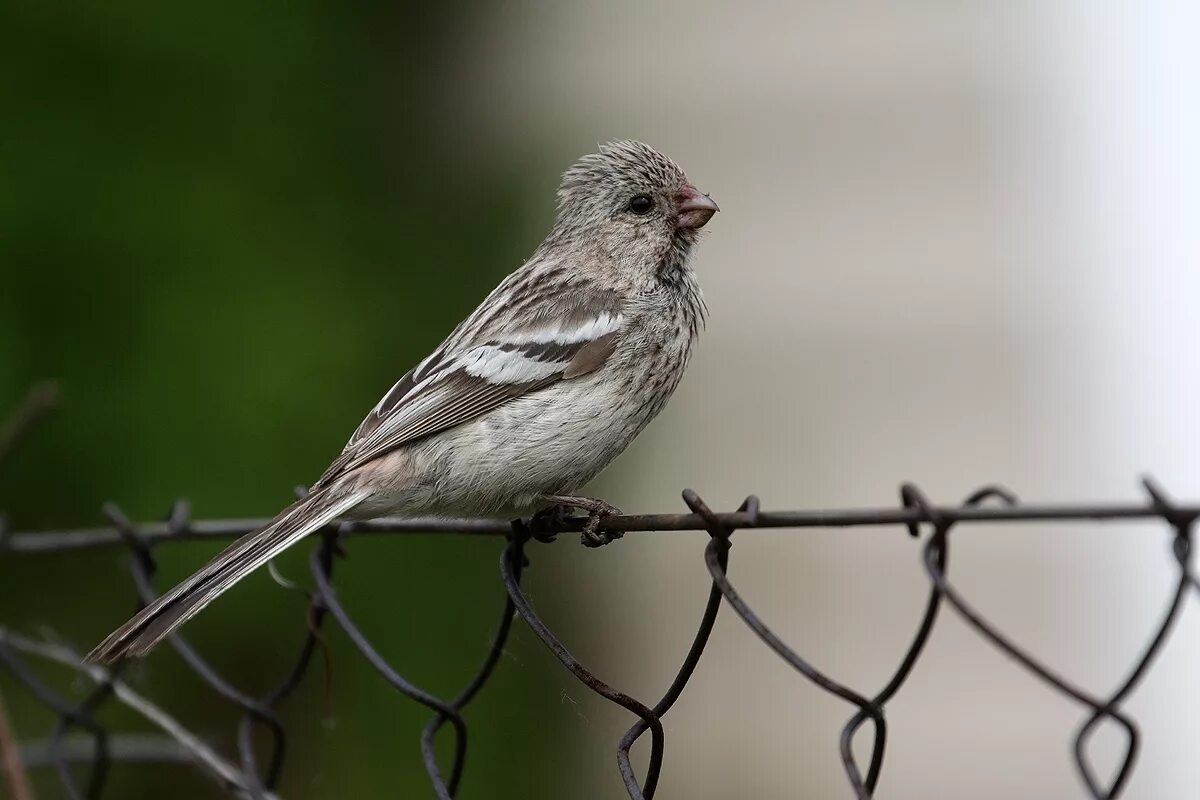 Птицы новосибирской области фото и название Long-tailed Rosefinch (Uragus sibiricus). Birds of Siberia.