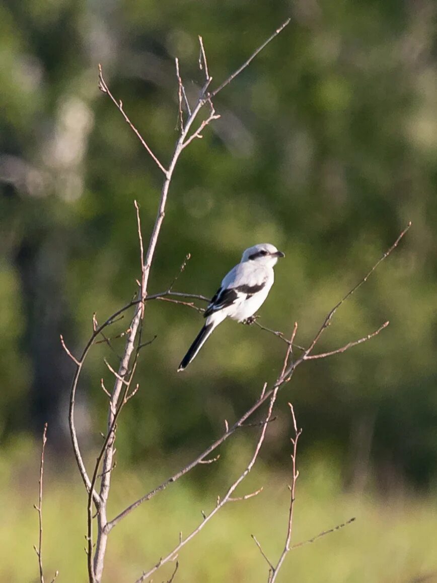 Птицы новосибирской области фото и название Great Grey Shrike (Lanius excubitor). Birds of Siberia.