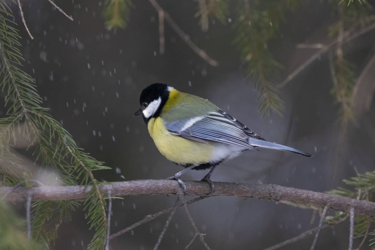 Птицы новосибирской области фото и название Большая синица (Parus major). Птицы Сибири.