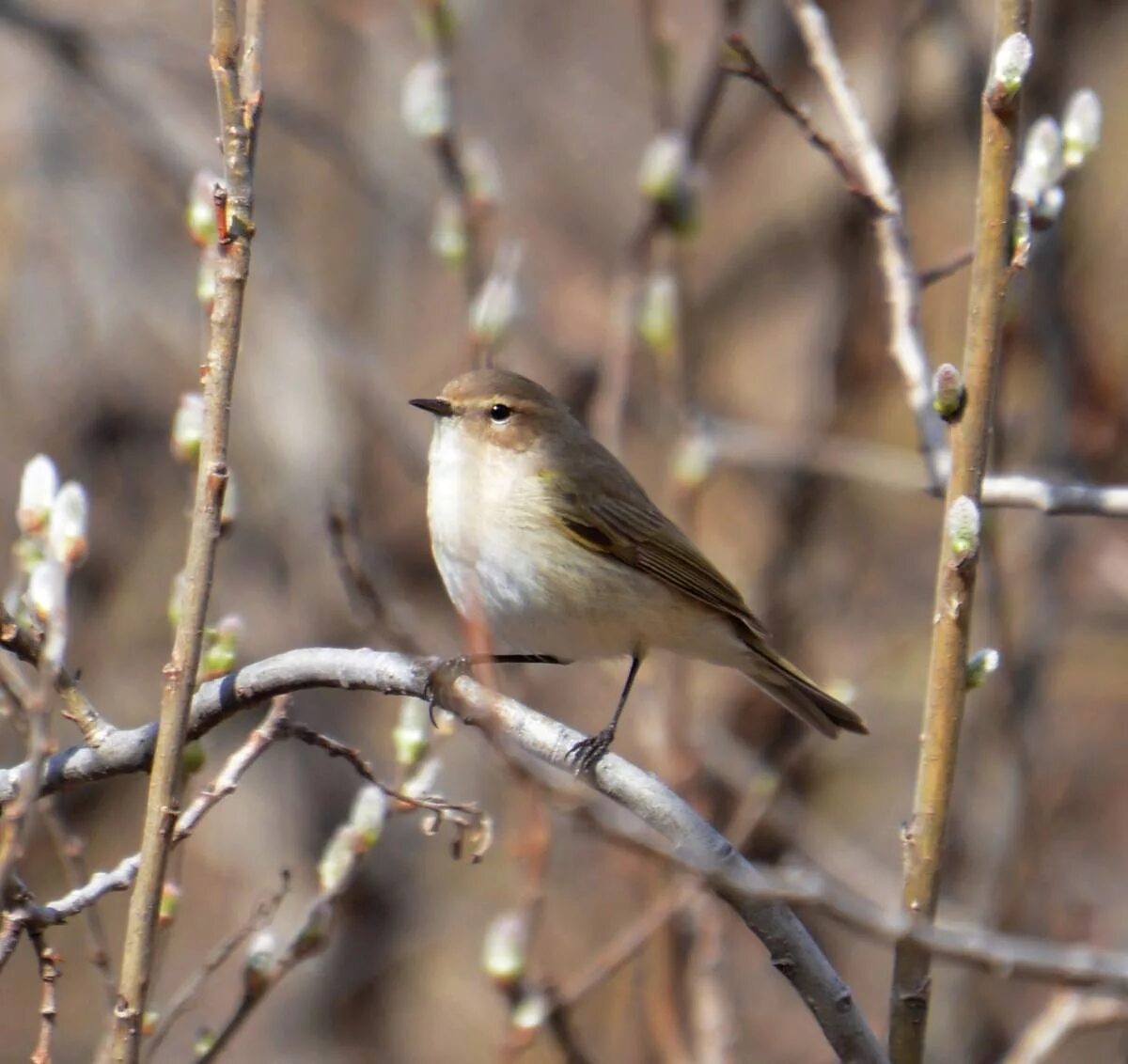 Птицы новосибирской области фото и название Common Chiffchaff (Phylloscopus collybita). Birds of Siberia.