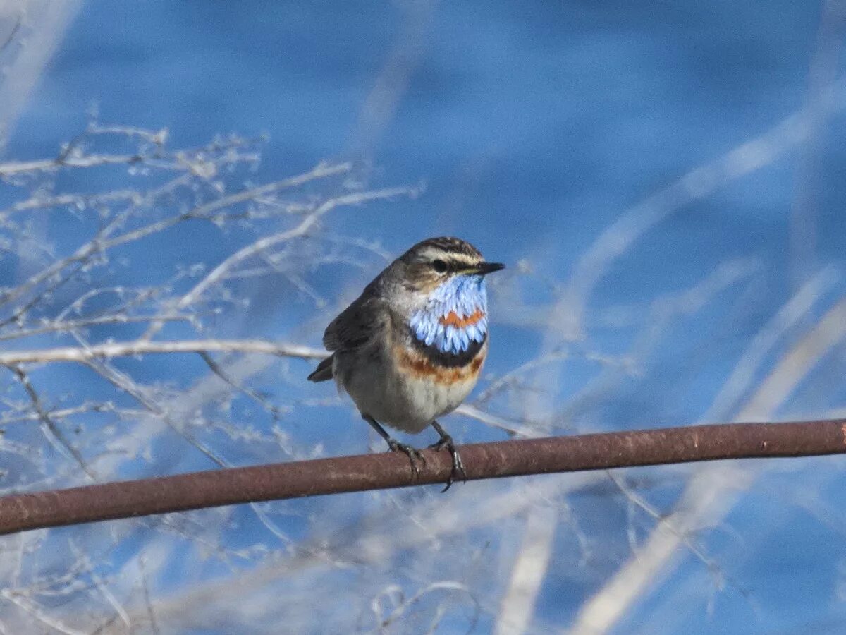 Птицы новосибирской области фото и название Bluethroat (Luscinia svecica). Birds of Siberia.