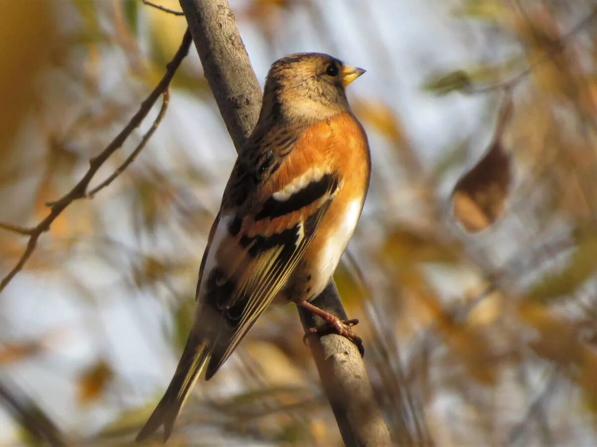 Птицы новосибирской области фото и название Brambling (Fringilla montifringilla). Birds of Siberia.