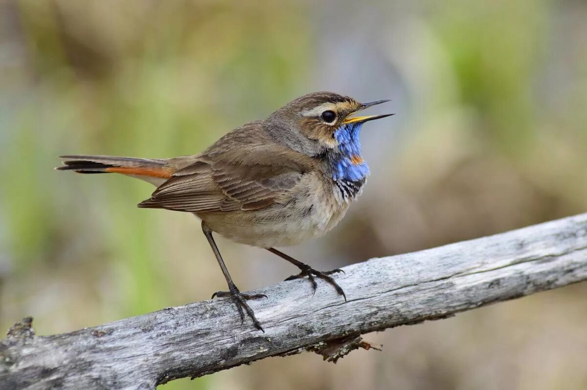 Птицы новосибирской области фото и название Bluethroat (Luscinia svecica). Birds of Siberia.