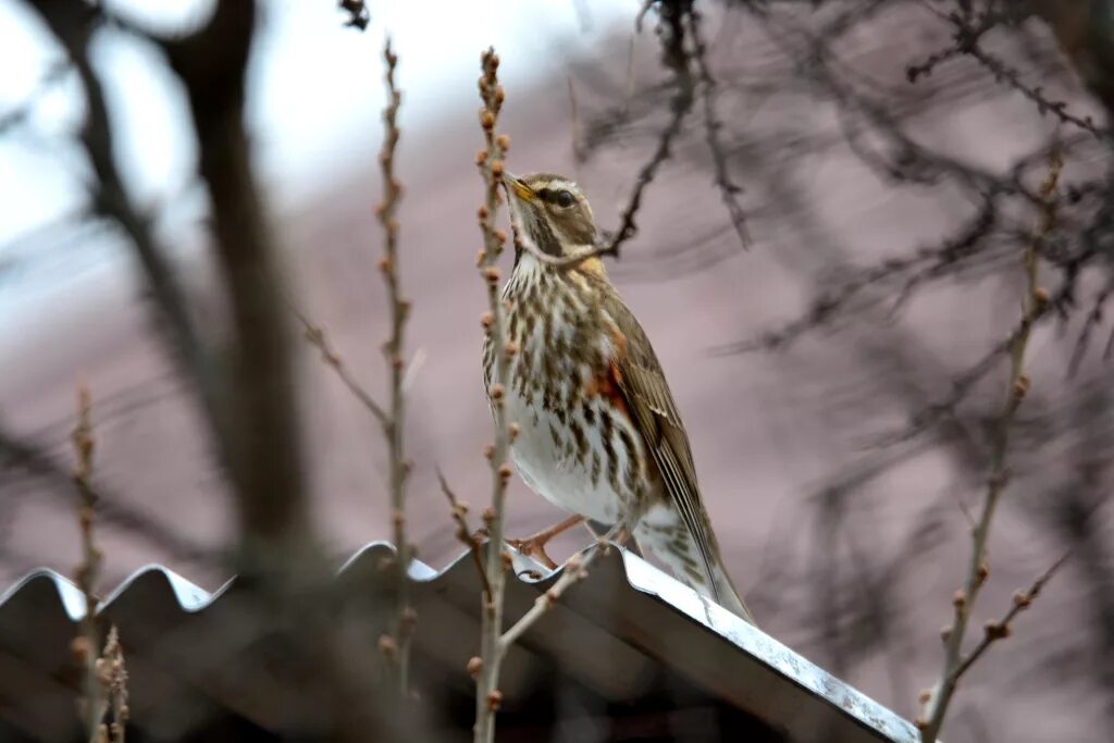 Птицы новосибирской области фото и название Redwing (Turdus iliacus). Birds of Siberia.