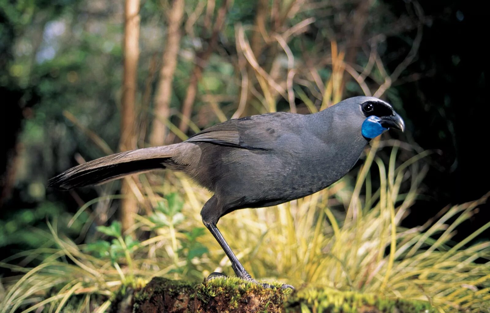 Птицы новой зеландии фото Kokako New Zealand Geographic