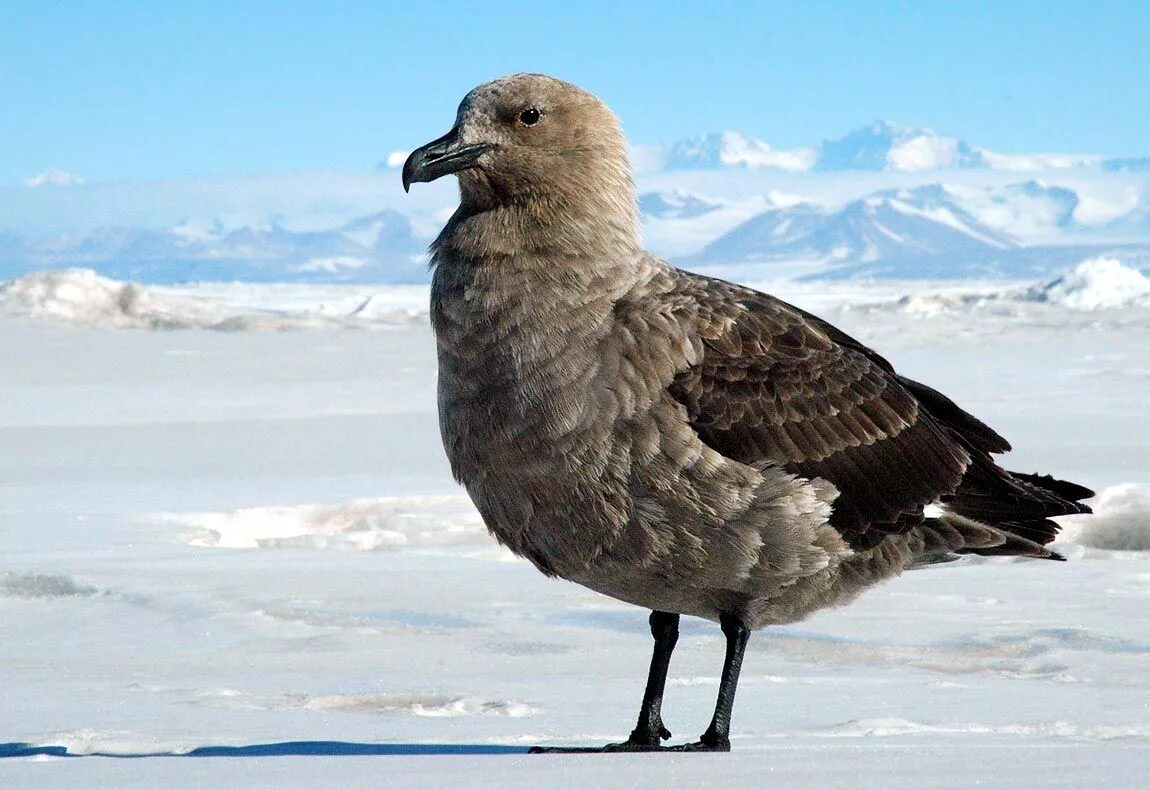 Птицы новой земли фото с названиями Skua / large birds... Animals beautiful, Antarctic, Sea birds