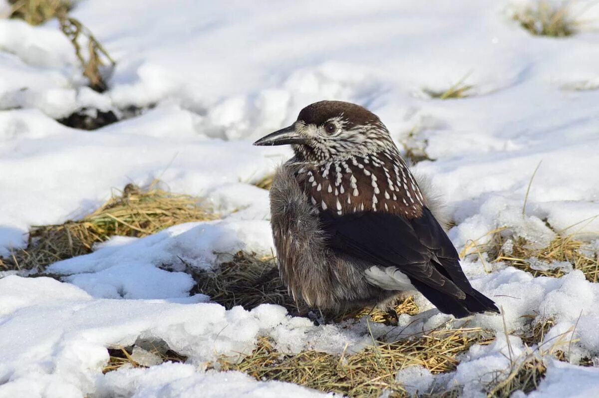 Птицы новой земли фото с названиями Spotted Nutcracker (Nucifraga caryocatactes). Birds of Siberia.