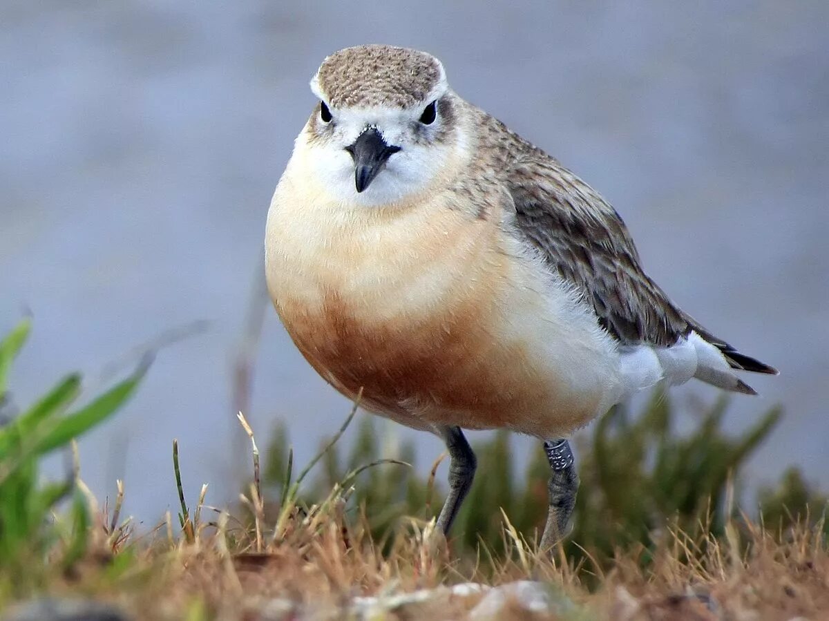 Птицы новой земли фото с названиями File:New Zealand Dotterel Waiheke Island.jpg - Wikipedia