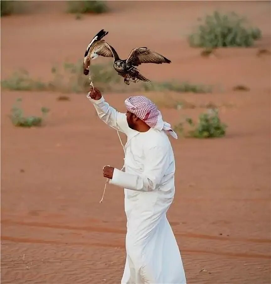 Птицы оаэ фото #Falconry is one of the oldest traditional sport in the United Arab Emirates. Di