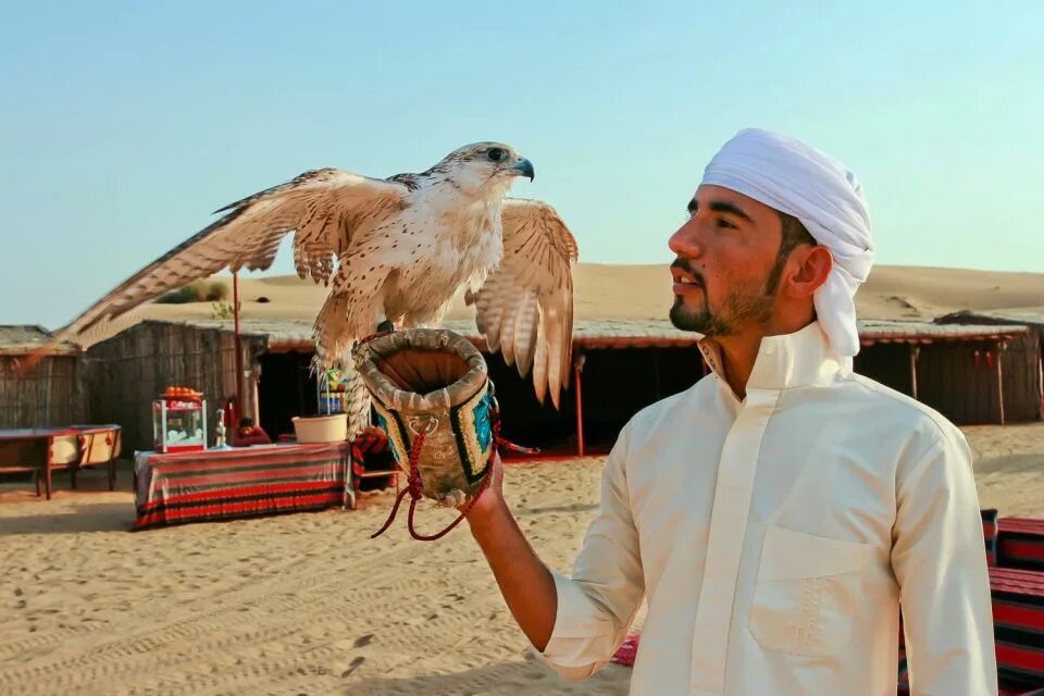 Птицы оаэ фото Dubai: Red Dunes, Camel Ride and Bedouin Camp GetYourGuide