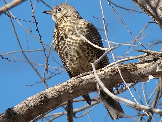 Птицы обитающие в ленинградской области фото File:Turdus viscivorus in Baikonur-town 002.jpg - Wikimedia Commons