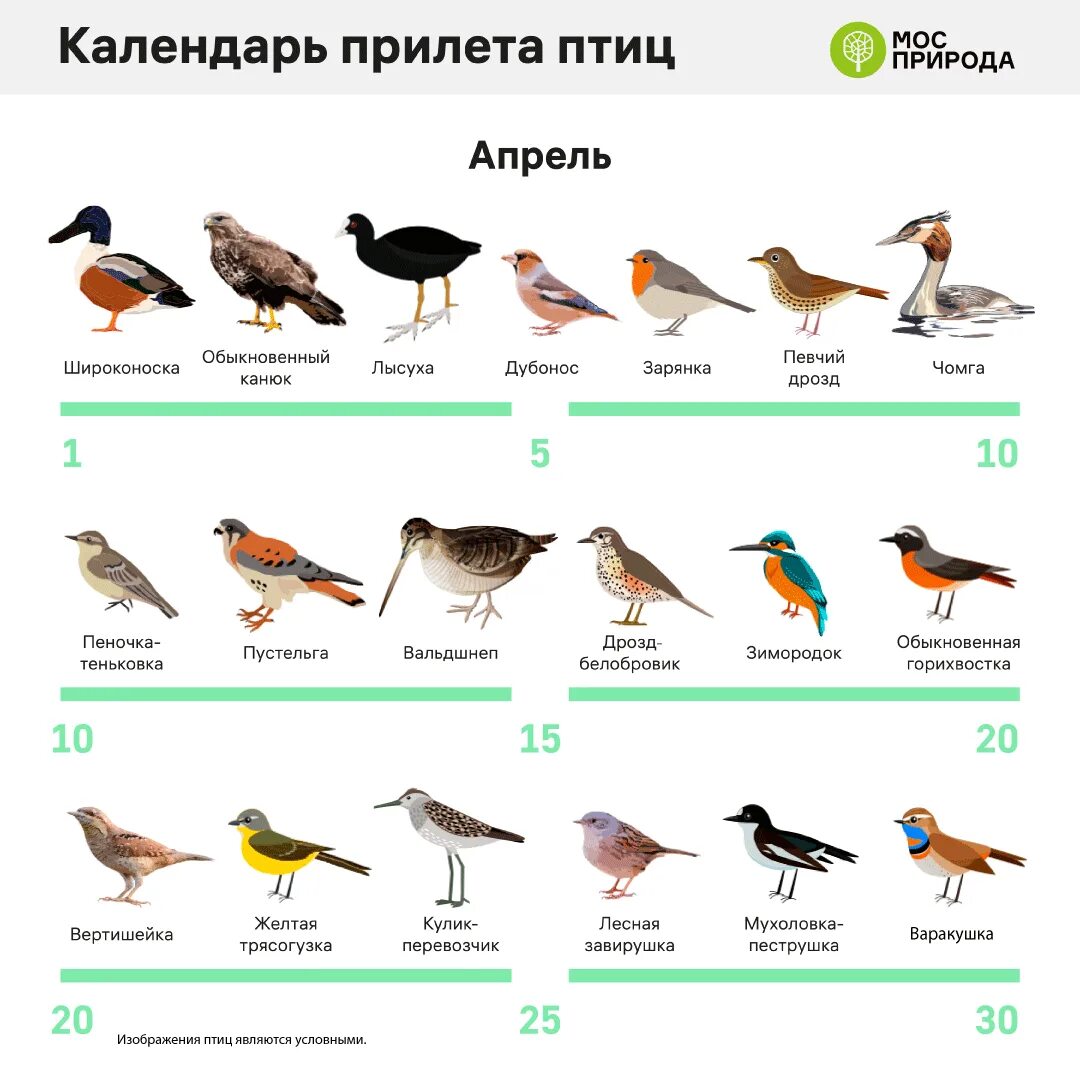 Птицы обитающие в московской области фото Трясогузка, скворец, лесная завирушка: птицы возвращаются в Москву после зимовки