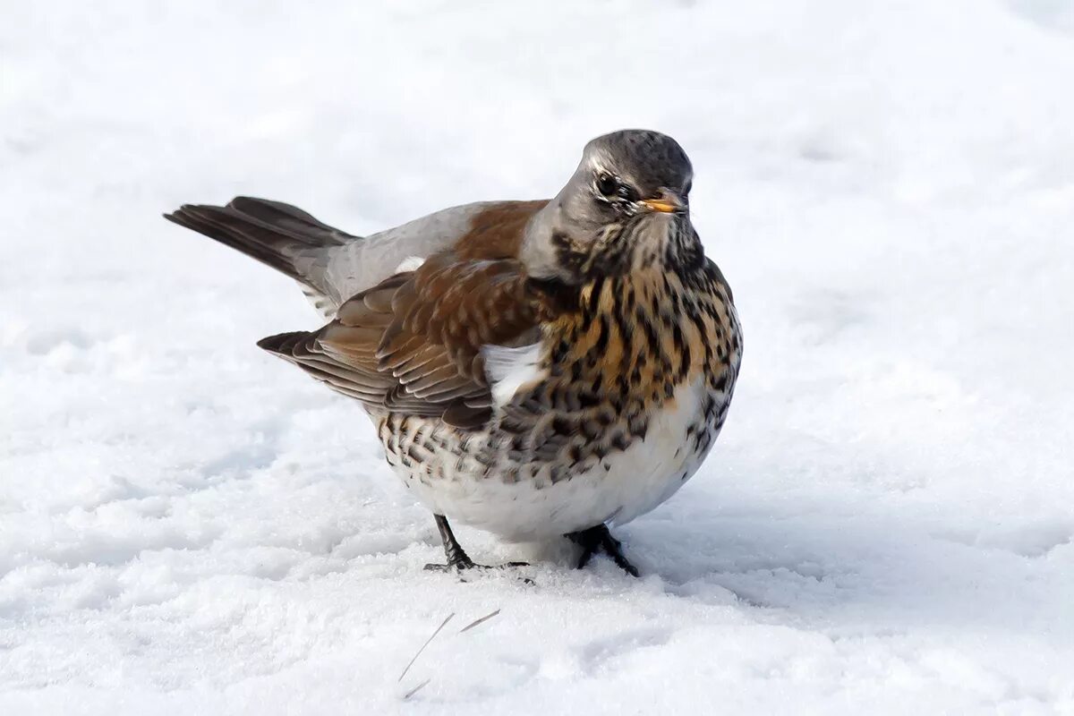 Птицы обитающие в россии фото Fieldfare (Turdus pilaris). Birds of Siberia.