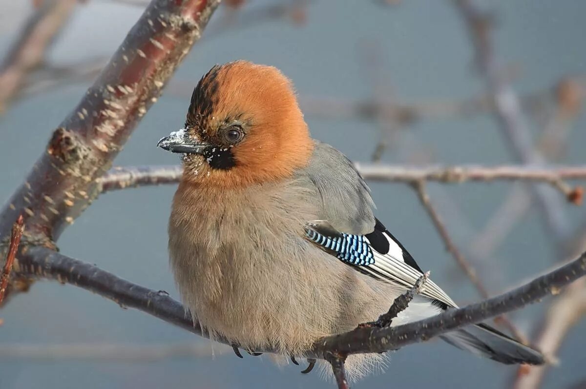 Птицы обитающие в россии фото Eurasian Jay (Garrulus glandarius). Birds of Siberia.