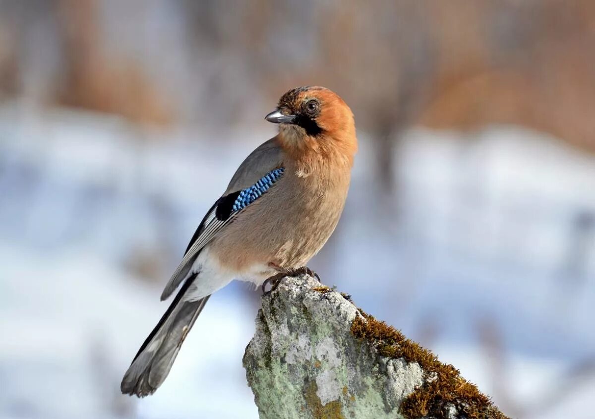 Птицы обитающие в россии фото Eurasian Jay (Garrulus glandarius). Birds of Siberia.