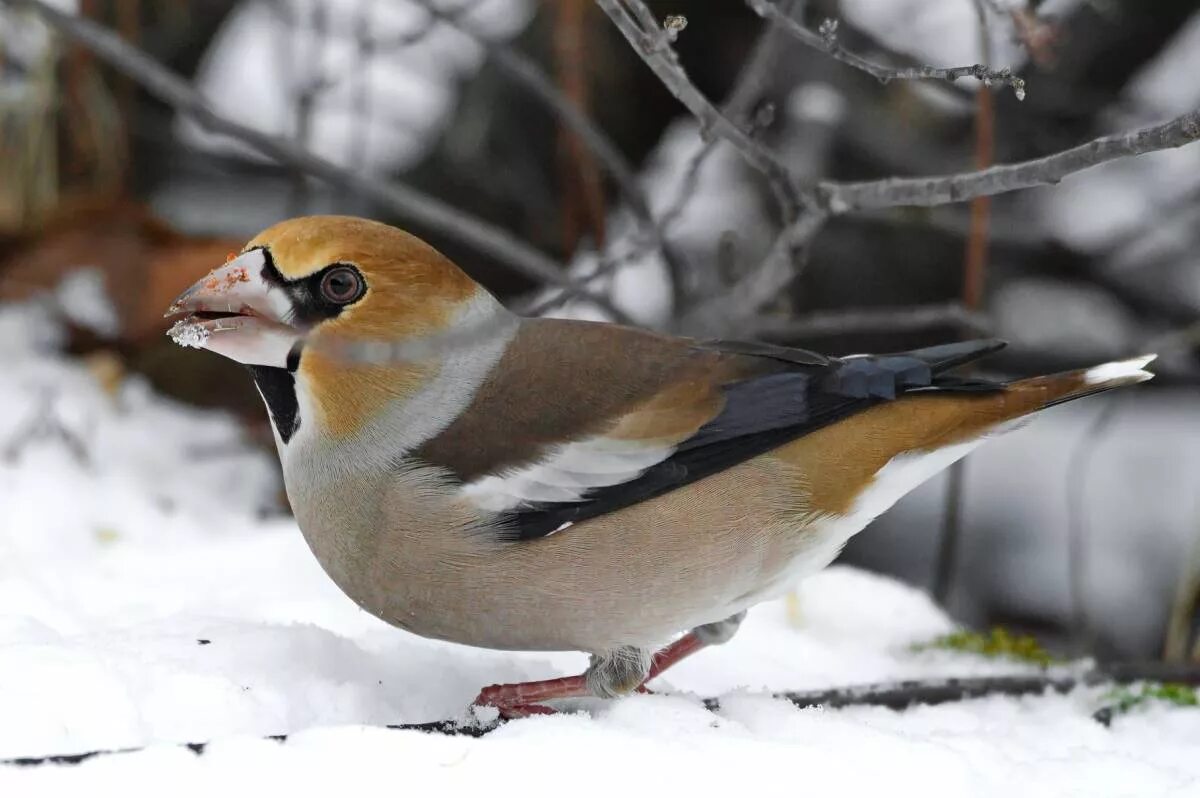 Птицы обитающие в россии фото Hawfinch (Coccothraustes coccothraustes). Birds of Siberia.