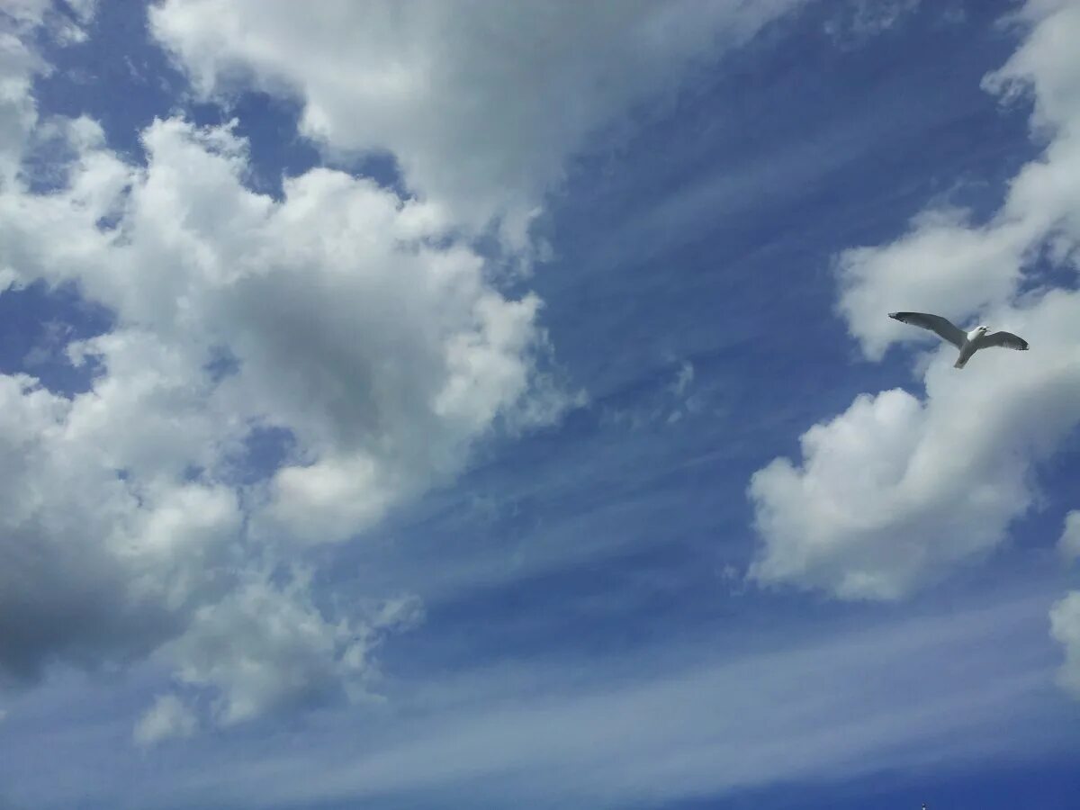 Птицы облака фото Free Images : horizon, bird, wing, cloud, sky, sunlight, flight, cumulus, blue, 