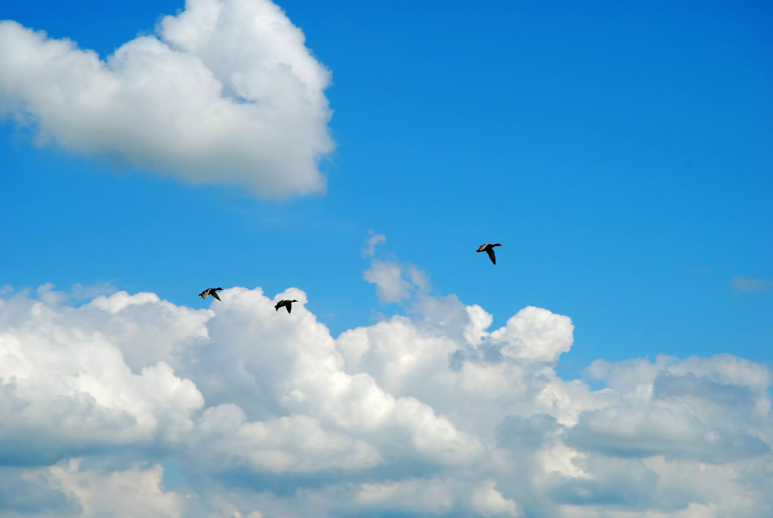 Птицы облака фото Free photo: Bird like Clouds - Bird, Blue, Clouds - Free Download - Jooinn