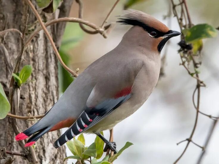 Птицы области фото с названиями Japanese Waxwing Bombycilla japonica Tiere, Vögel, Spezies