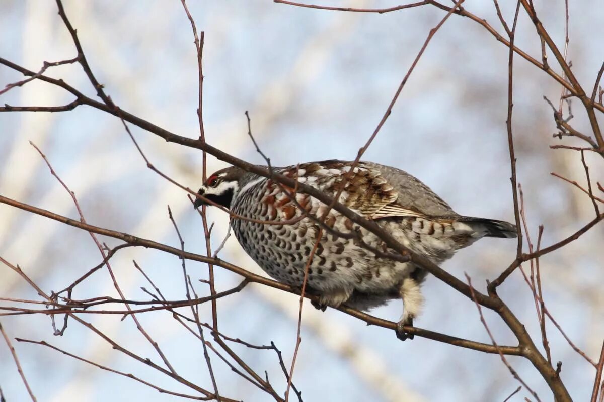 Птицы омска и омской области фото Northern Hazelhen (Tetrastes bonasia). Birds of Siberia.