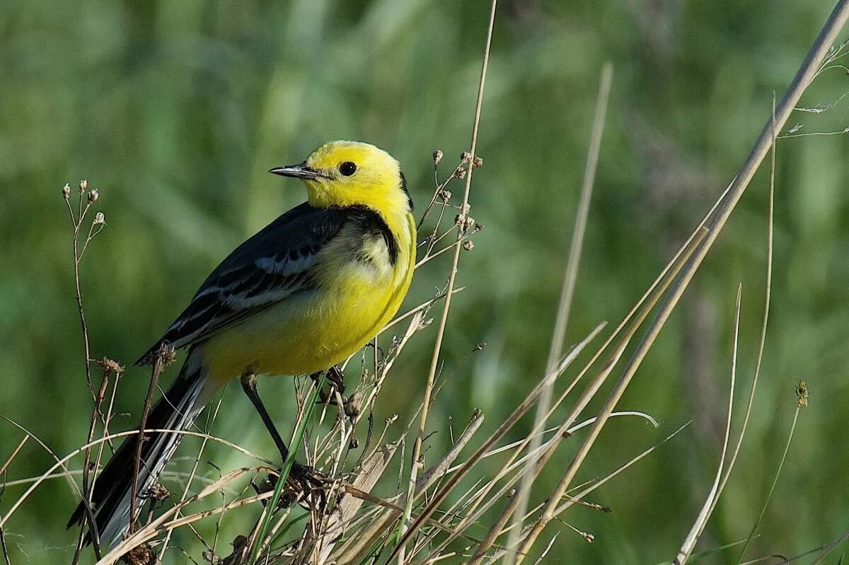 Птицы омска и омской области фото Citrine Wagtail (Motacilla citreola). Birds of Siberia.