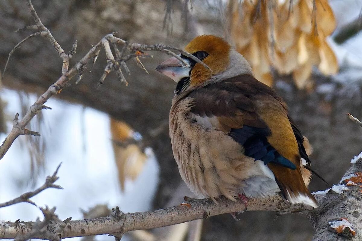 Птицы омска и омской области фото Hawfinch (Coccothraustes coccothraustes). Birds of Siberia.