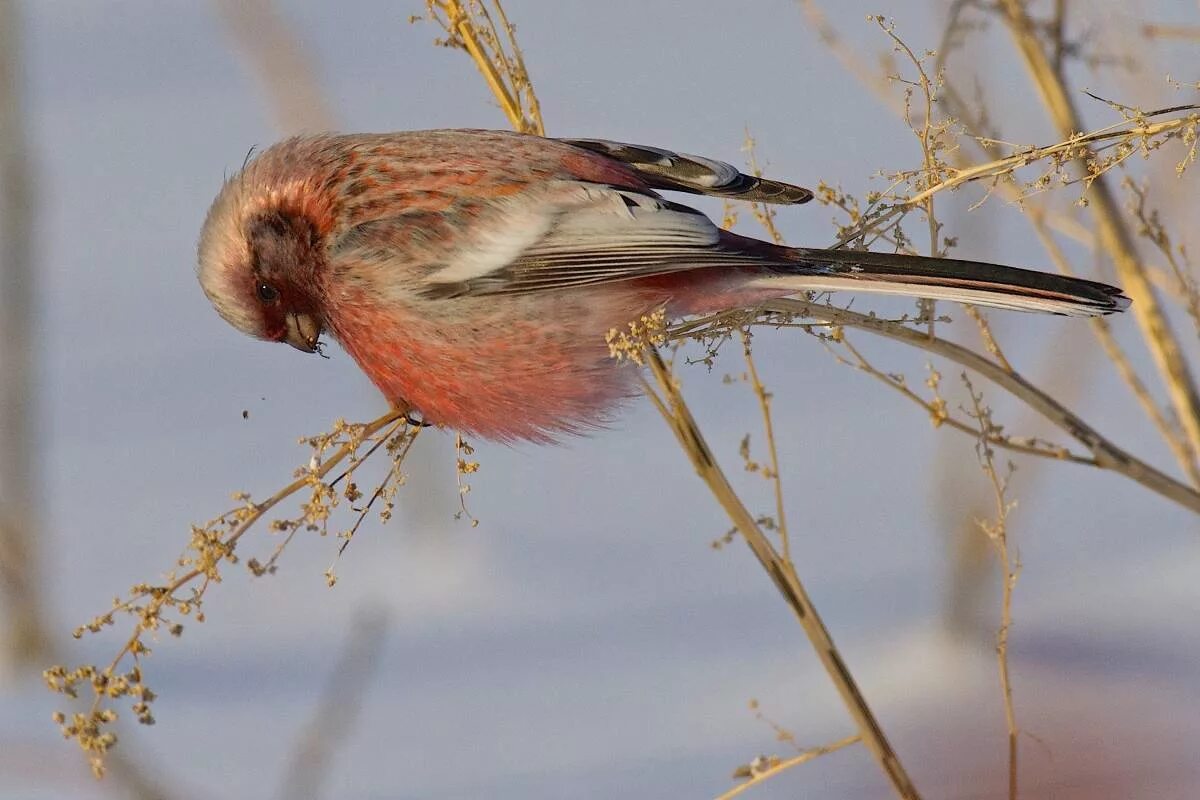 Птицы омска и омской области фото Long-tailed Rosefinch (Uragus sibiricus). Birds of Siberia.