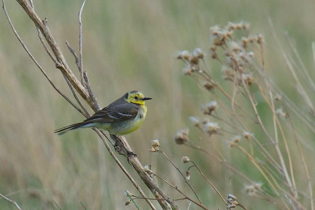 Птицы омска и омской области фото Lesser Citrine Wagtail (Motacilla (citreola) werae). Birds of Siberia.