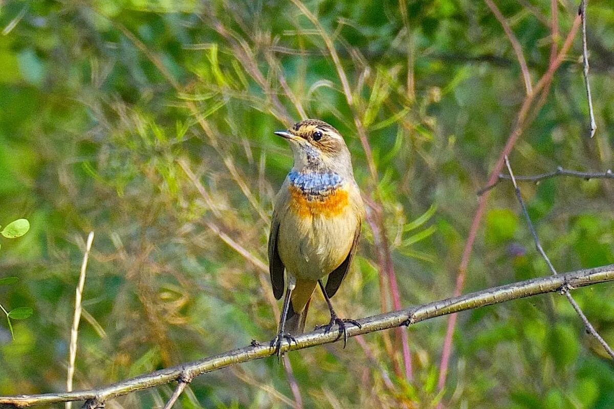 Птицы омска и омской области фото Bluethroat (Luscinia svecica). Birds of Siberia.