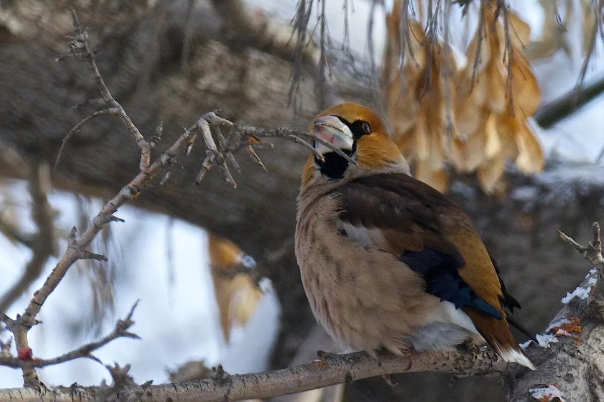 Птицы омска и омской области фото Hawfinch (Coccothraustes coccothraustes). Birds of Siberia.