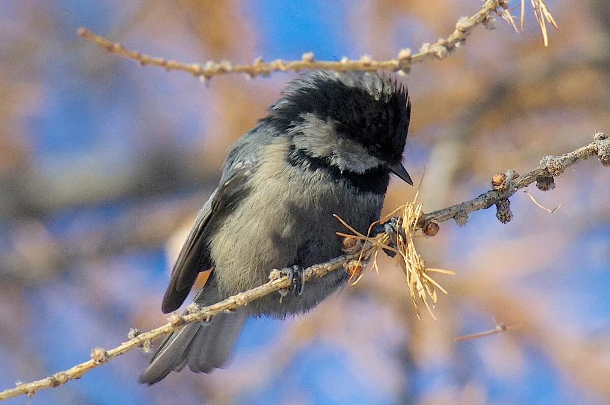 Птицы омска и омской области фото Coal Tit (Parus ater). Birds of Siberia.