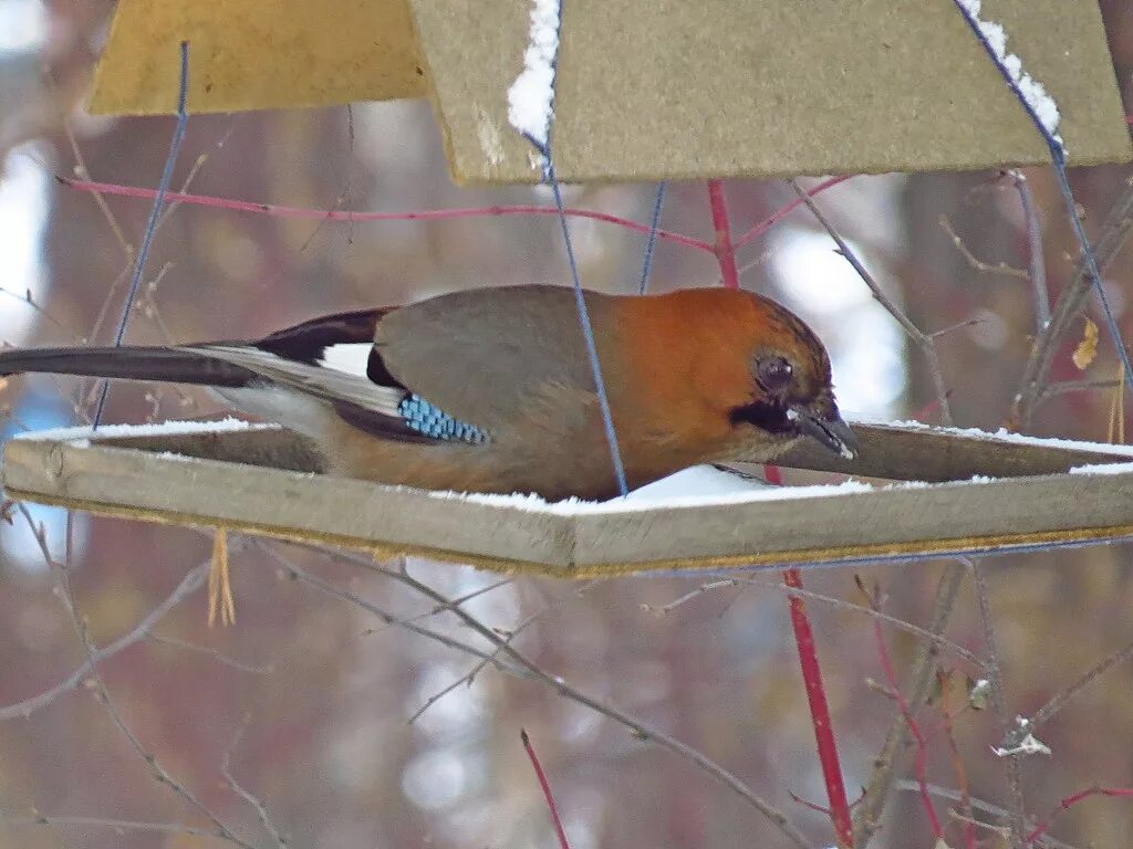 Птицы омской области фото и названия Сойка (Garrulus glandarius). Птицы Сибири.