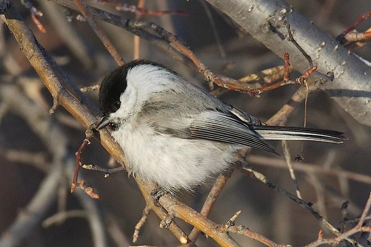 Птицы омской области фото и названия Willow Tit (Parus montanus). Birds of Siberia.