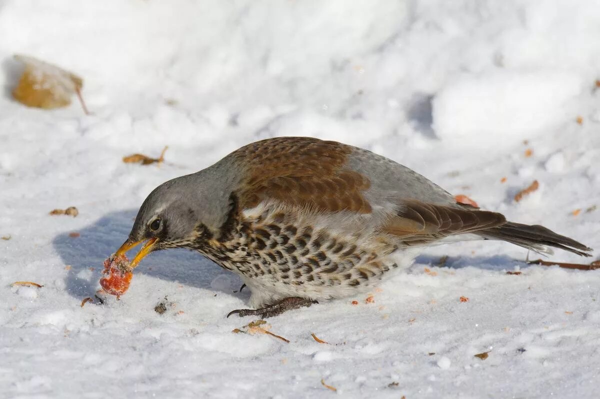 Птицы омской области фото и названия Рябинник (Turdus pilaris). Птицы Сибири.